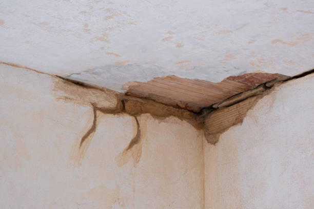 Best Professional water damage repair  in Tuscumbia, AL
